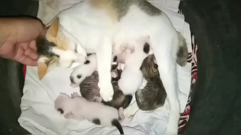 Power of mother (Cats life : Loli)