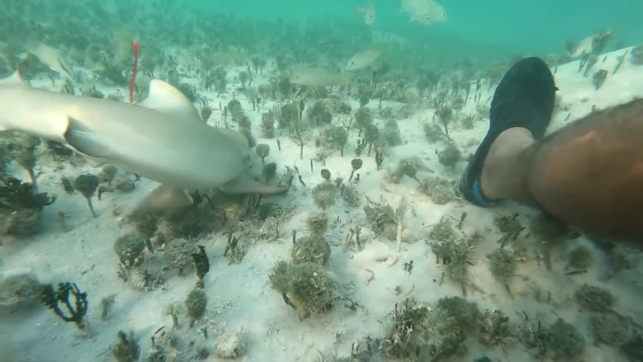 Bitten by a baby Lemon shark