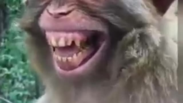 Funny video monkey 😂😂🐒