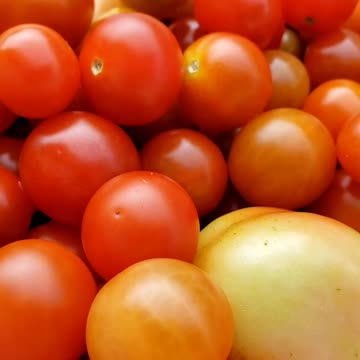 Harvesting Cherry Tomatoes 2023