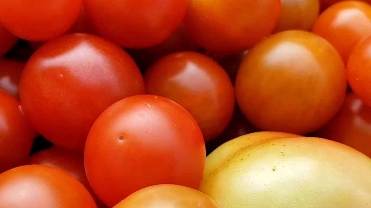 Harvesting Cherry Tomatoes 2023