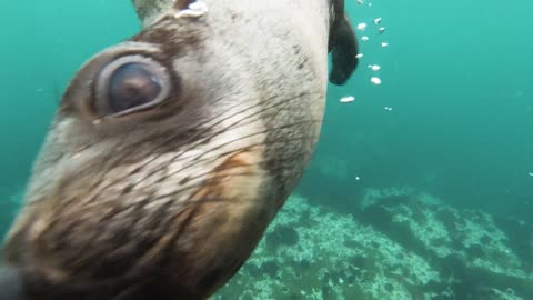 Sea lions close view