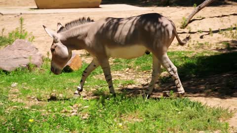4K ULTRA HD ANIMAL VIDEO - beautiful Animals in nature