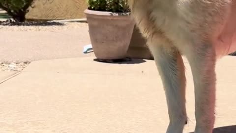 Join us for Olive’s first pool day, to stay cool in the desert🌵