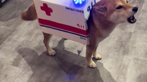 Ambuladog