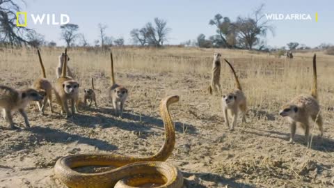 Cobra Vs. Meerkat | Wild Africa | National Geographic Wild