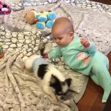 Juguetón chihuahua entretiene adorablemente a un bebé