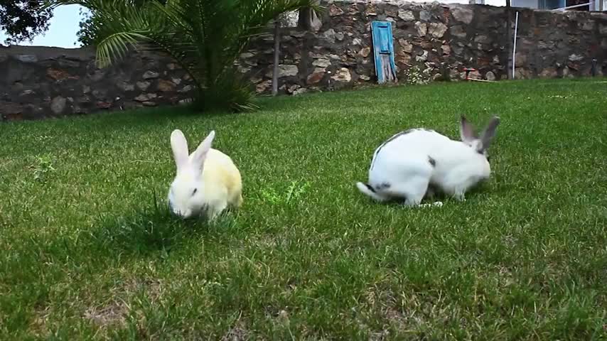 Rabbit wild life vs homely rabbits