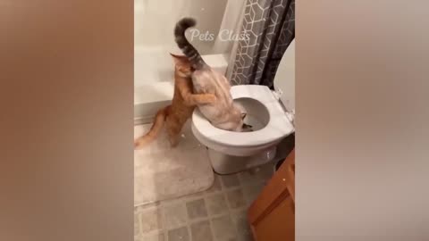 Funniest Dogs and Cats Videos