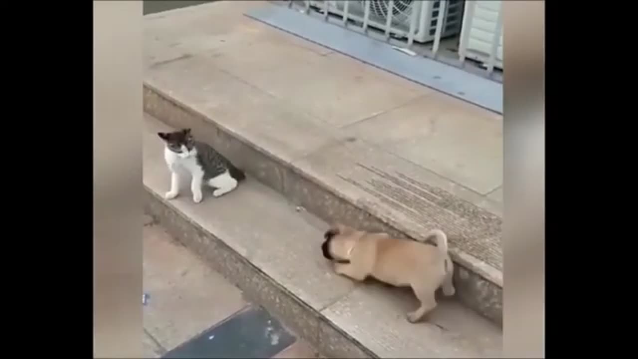 Cats Vs Dogs Funny Video