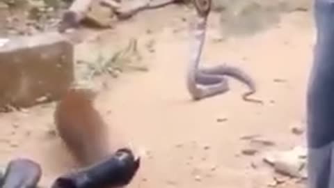 New Animal video 2023