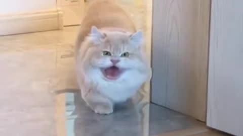 FUNNY MEOW