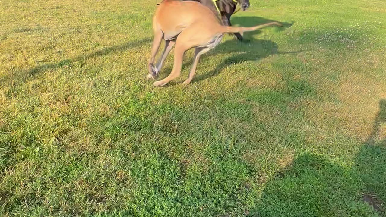 Great Dane Stinky Zoomies, Part II