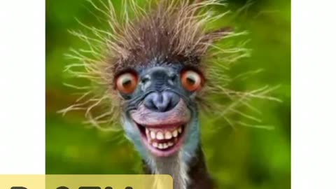 smeex