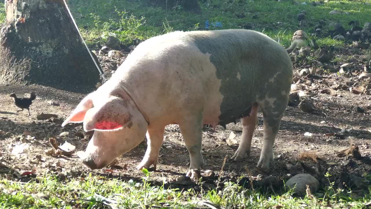 Pig attached with a rope to a tree eats from the ground