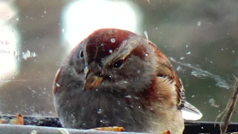 Beautiful Birds