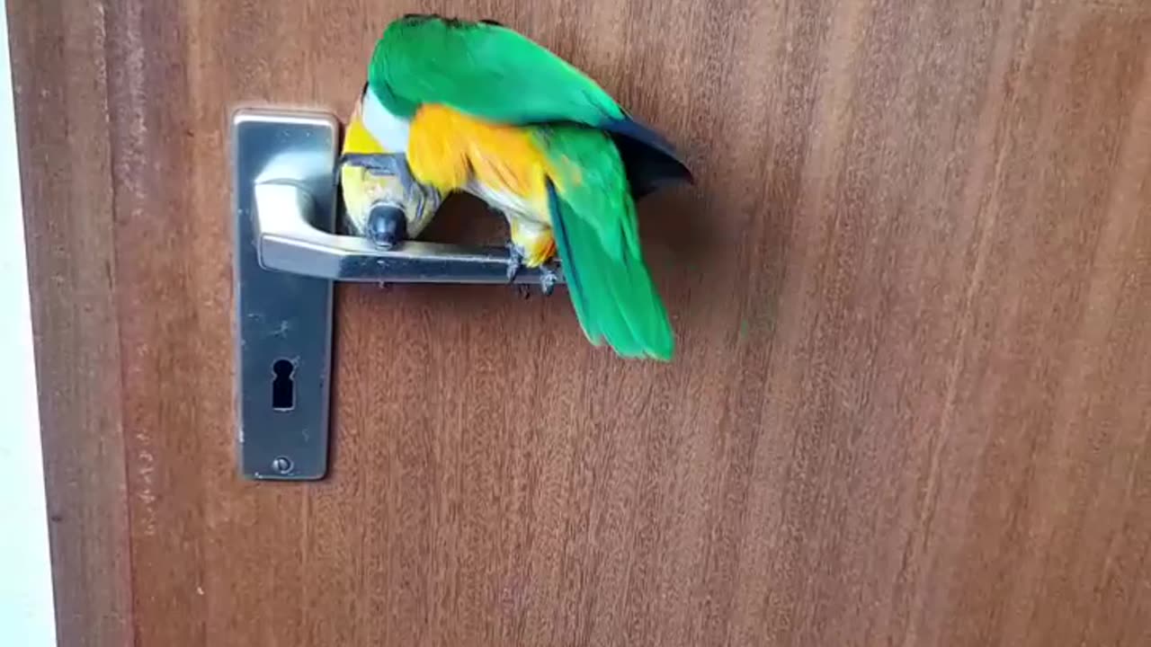 Cute bird learn to do handstand
