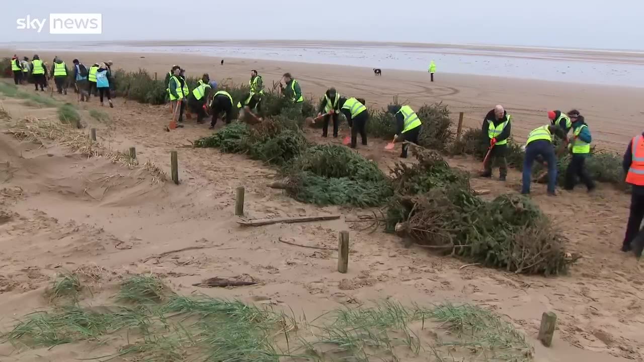 Why are Christmas trees being buried on Blackpool Beach?