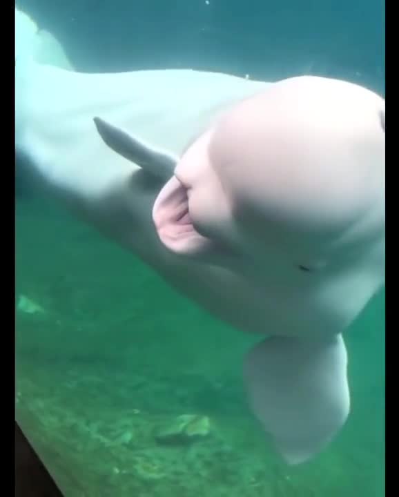 Funny Whale 🐳 🐟 🐳