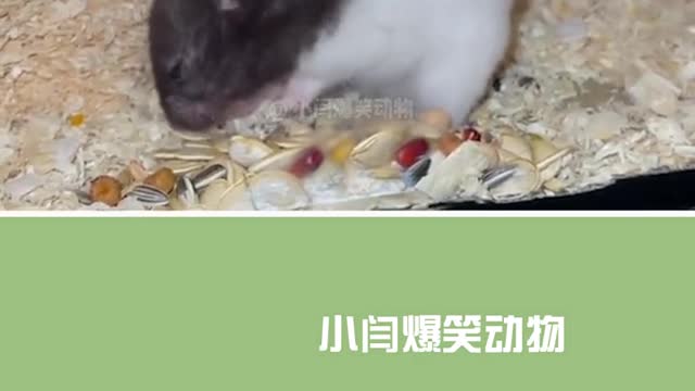 Funny Animal # Funny Video # Aauto Quicker Acting School