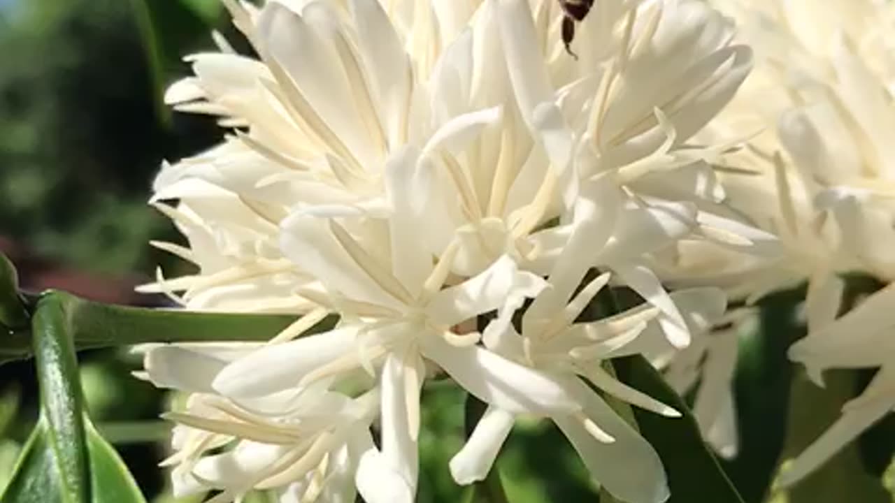 A bee in the coffee flower