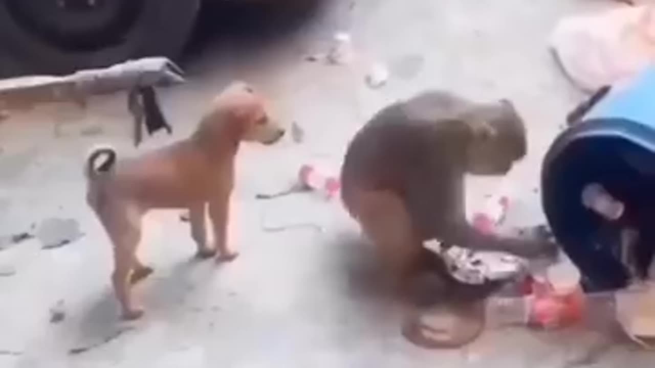 Fun animals 😀😎