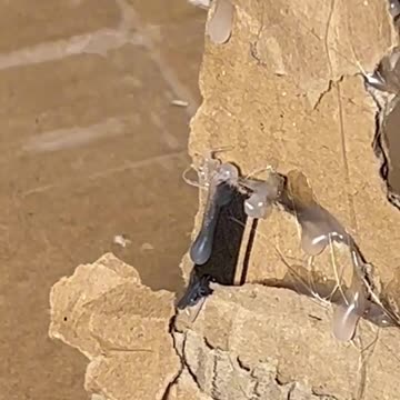 EXCEPTIONAL TALENT.! WACHT UNTIL THE END AND YOU WILL BE AMAZED! #viral, #shorts, #shortsvideo