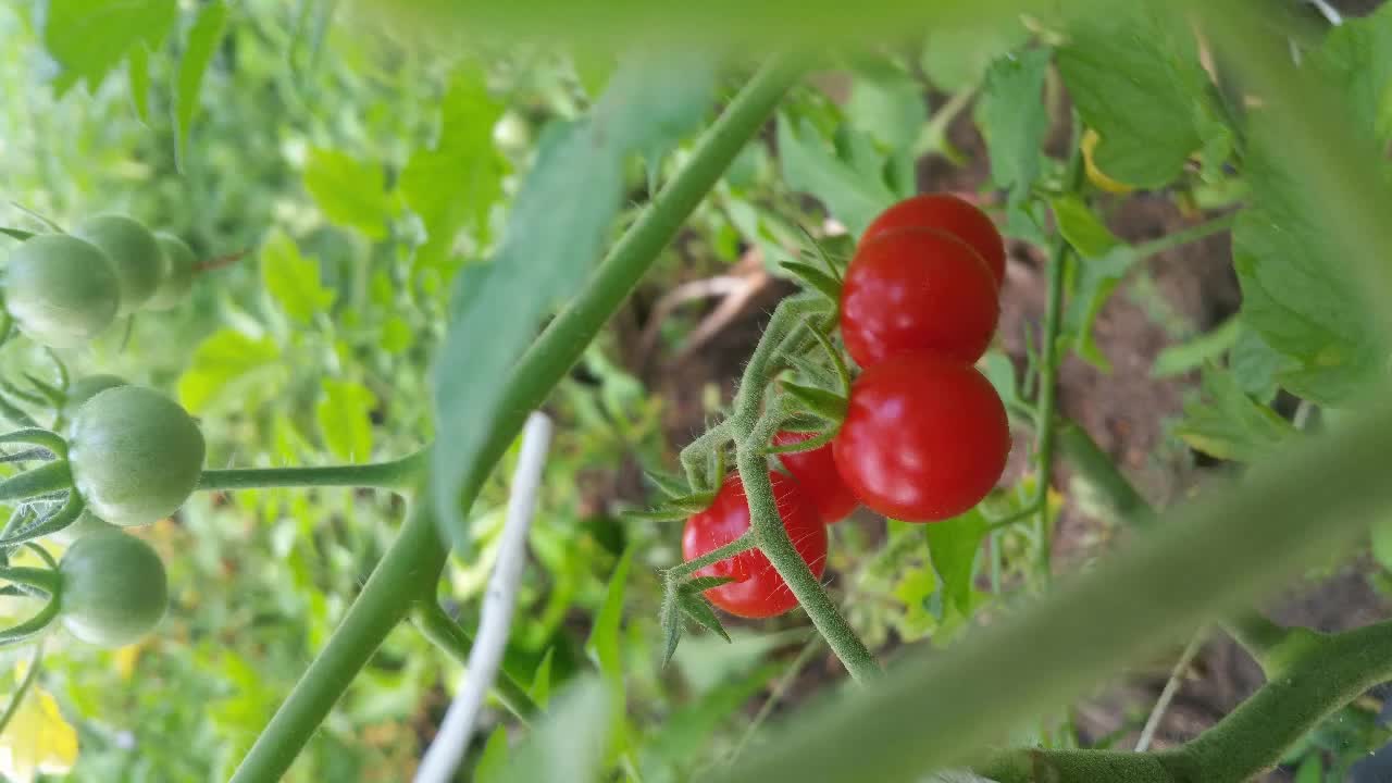 Tomato Domestication