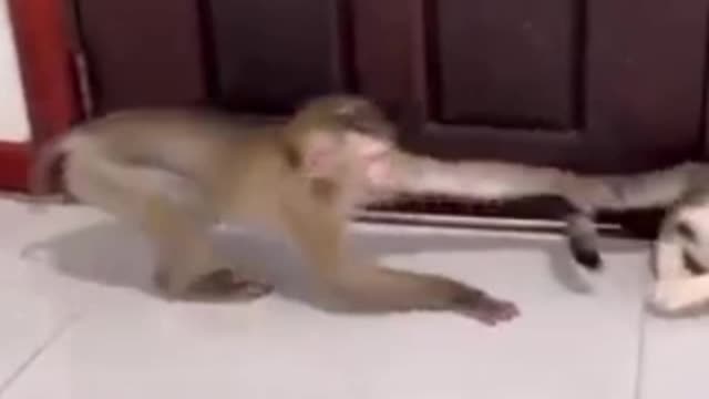 cat and monkey funny fighting