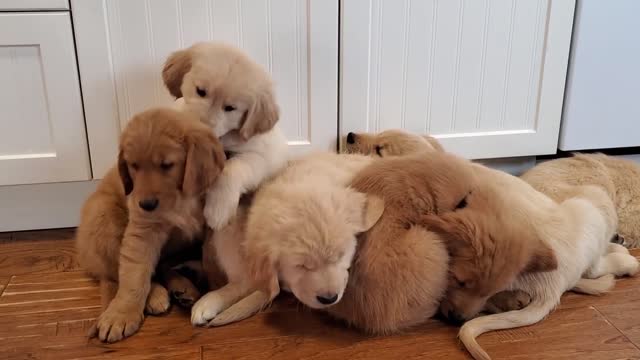 Sleepy Golden Retriever Puppies