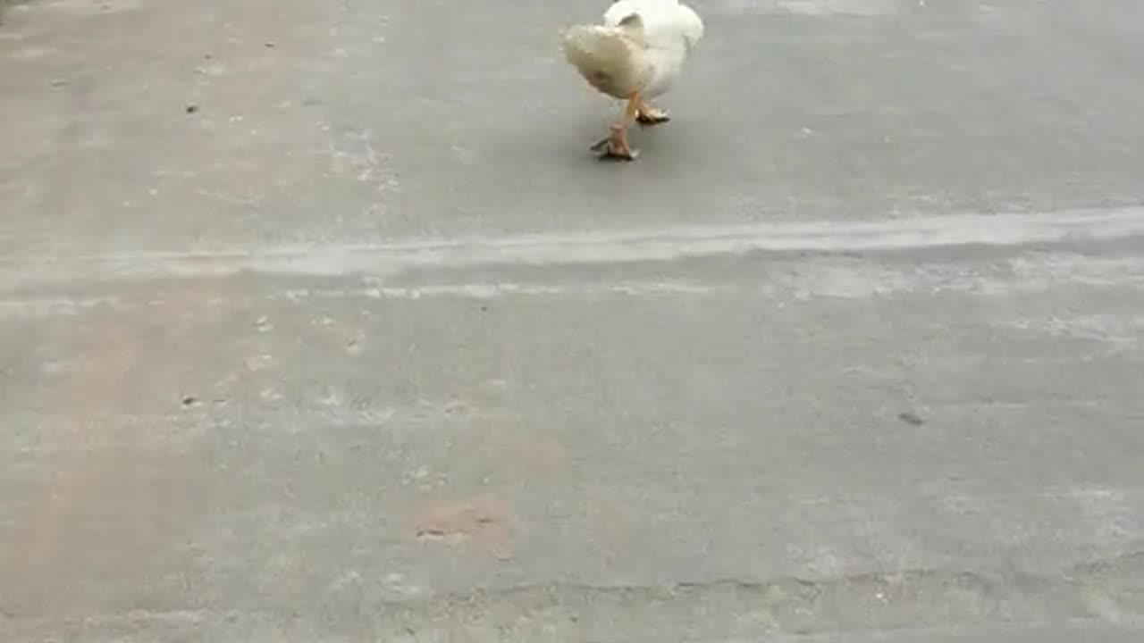 Adorable Duck Walks for Rumple - You Won't Believe What Happens Next