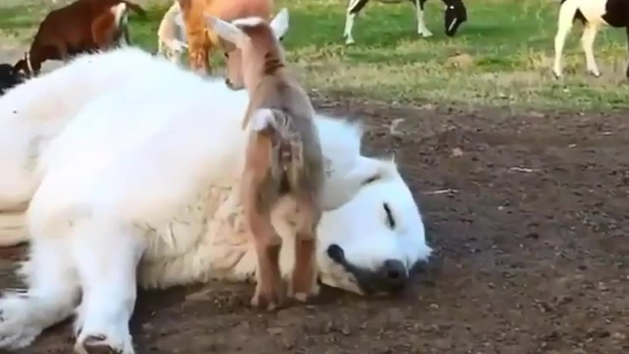 funny sheep jumping over dog