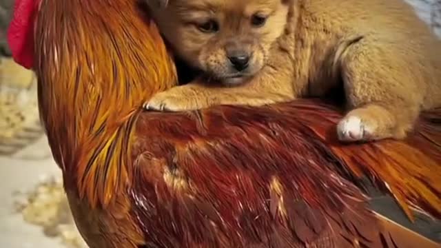 Funny animals pets videos