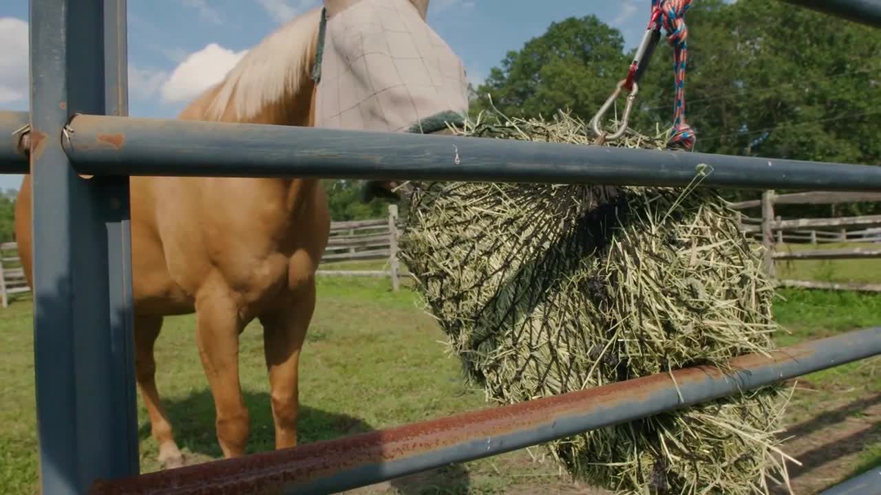 Horse wearing a fly mask happily eats from a bale of hay hanging from farm fence