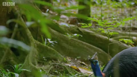 Filming The World's Deadliest Bird | Wild Stories | BBC Earth