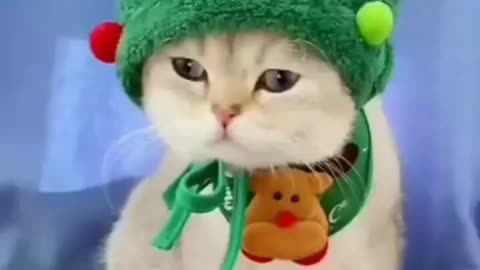 Adorable Cats in Outfits