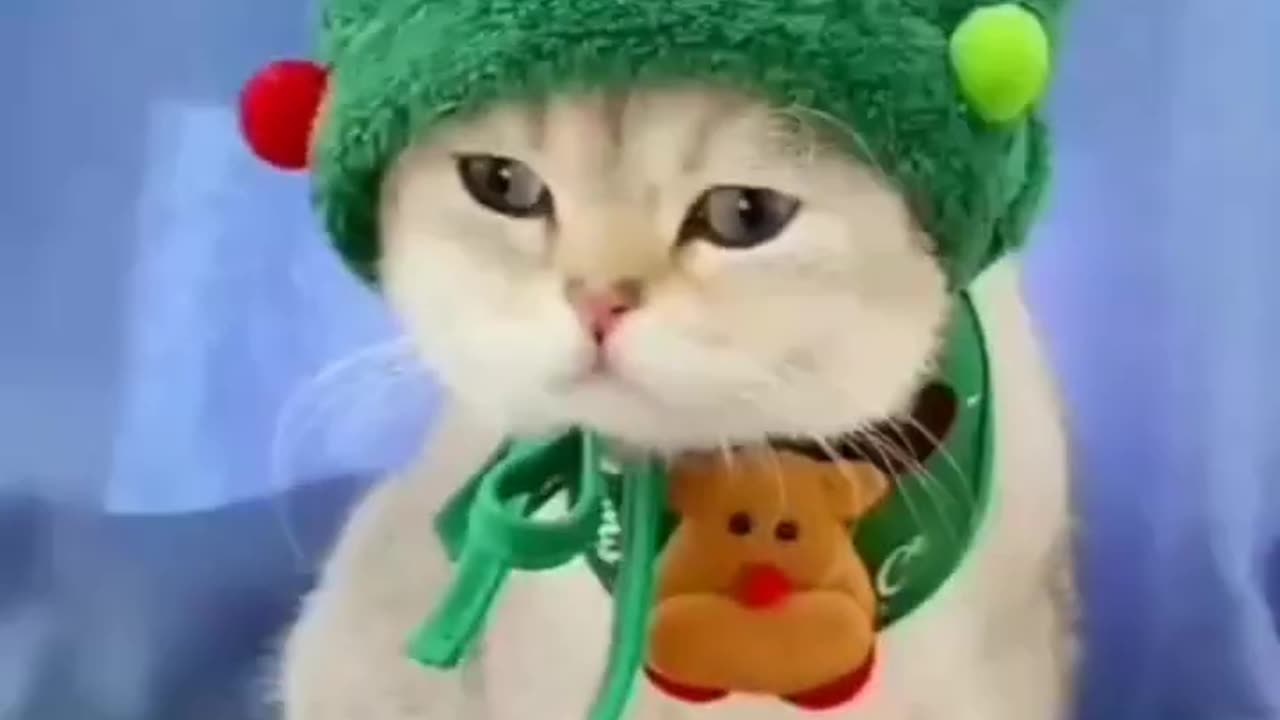 Adorable Cats in Outfits