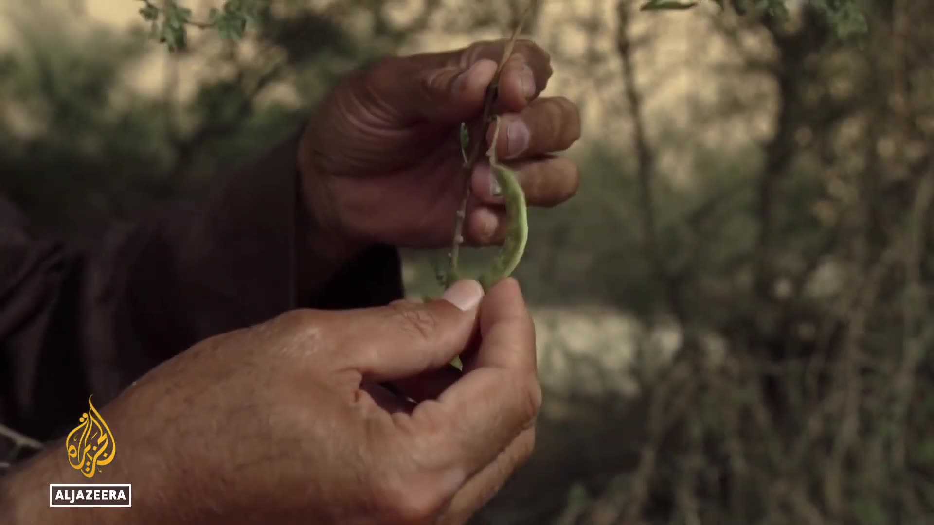 Restoration efforts flourish in Thadiq National Park, bringing new life to desert