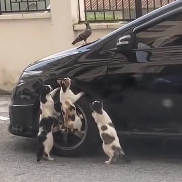 Here is the plan don’t mess it up Bob