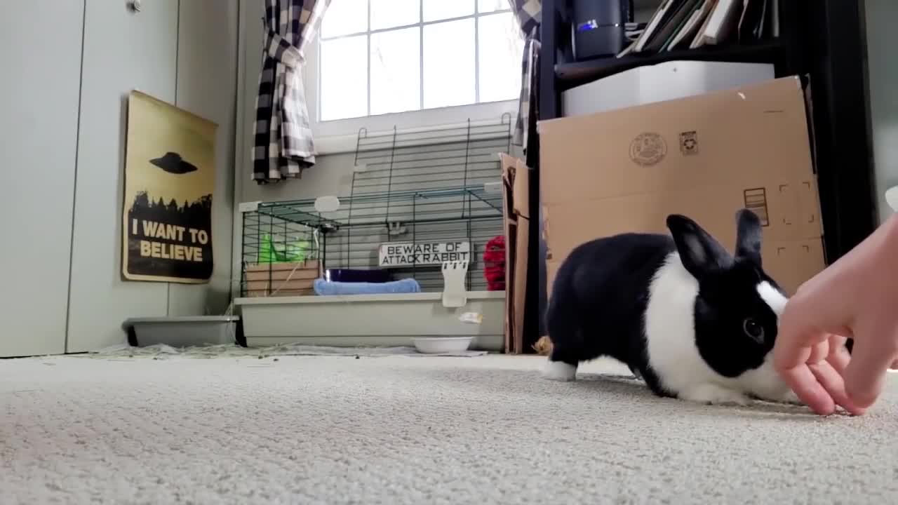 The Most Dramatic Rabbit Binkies Ever