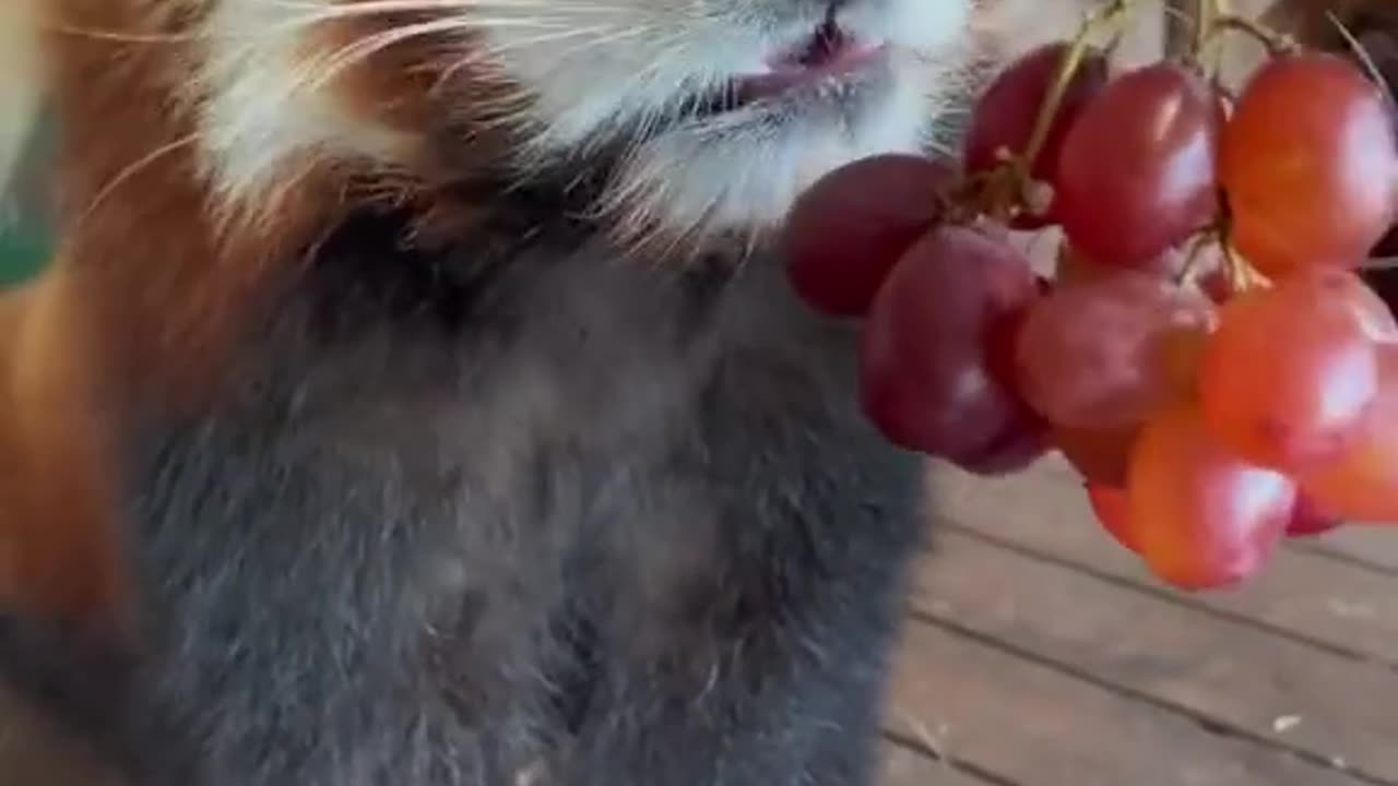 African_Cute_red_panda