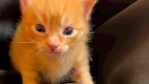 A Cute cat video