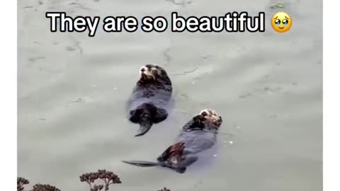 Nothing more lovely you will see today!