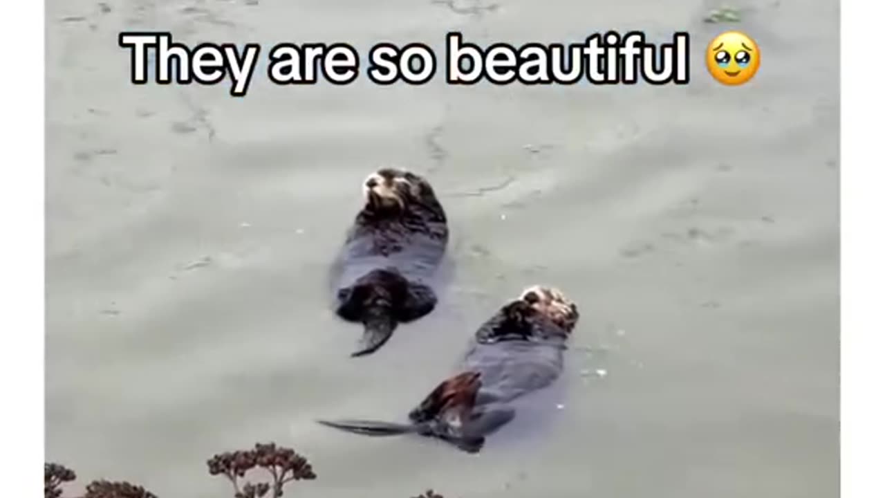 Nothing more lovely you will see today!