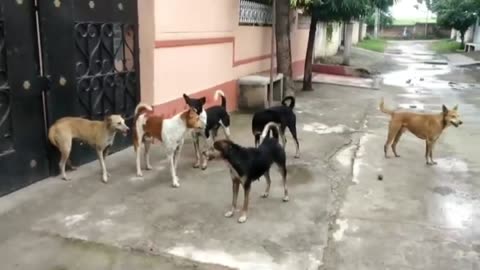 Street dog fight /barking dog each other !