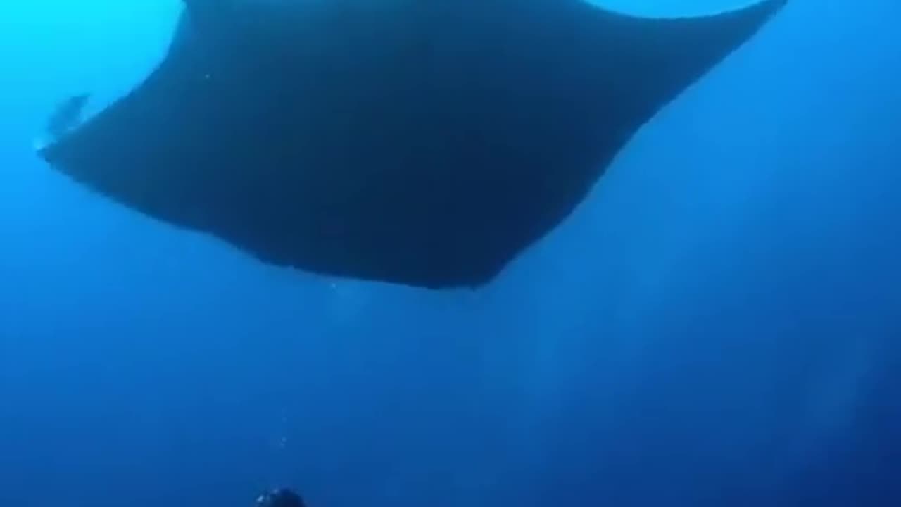 giant oceanic manta