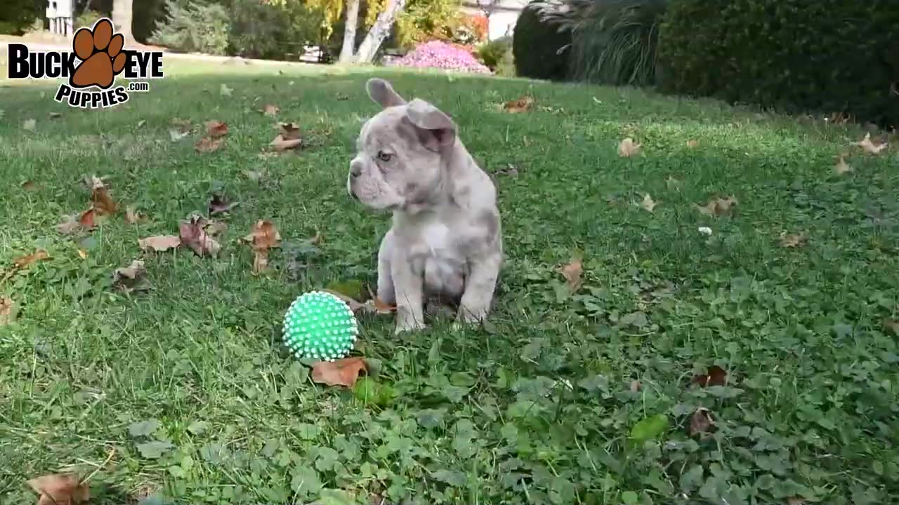 PRECIOUS😱💗FRENCHTON 🤣🐕PUPPY