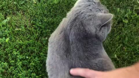 Petting British Shorthair Cat