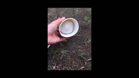 Funny Cute animals Videos Compilation cute moment of the animals - Cutest Animals #03