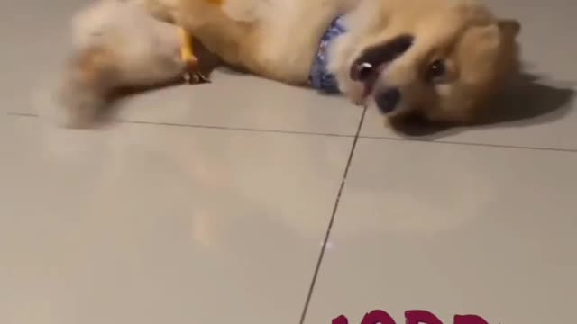 Dog funny Reaction🤣🤣🤣😆😆